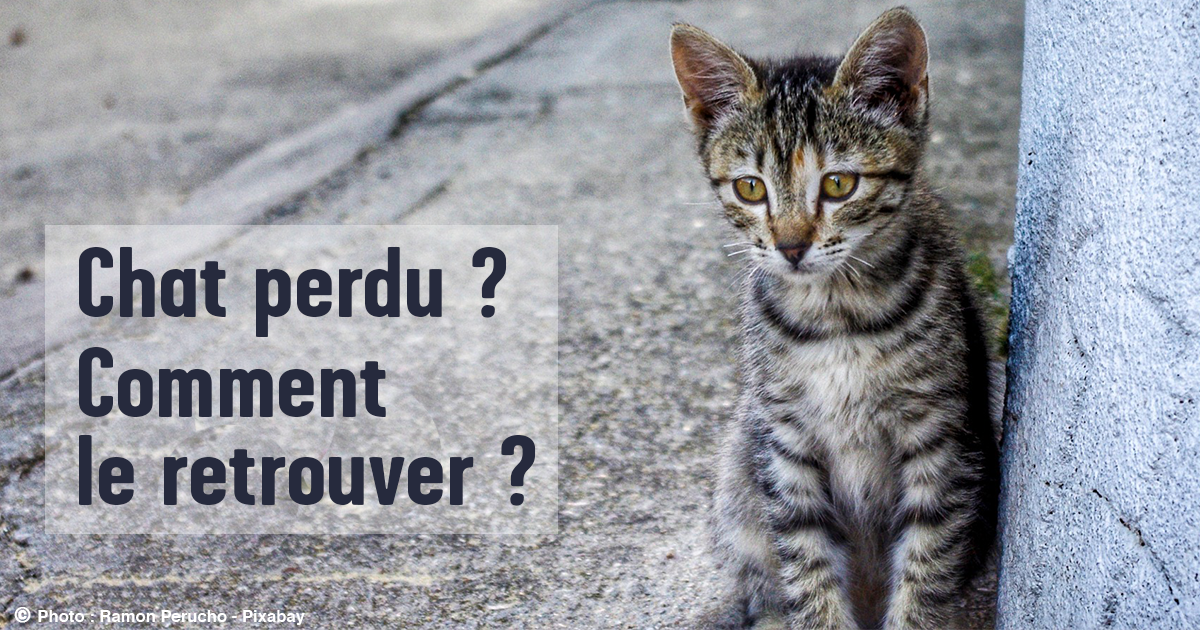 Rituel pour retrouver un chat perdu ou disparu
